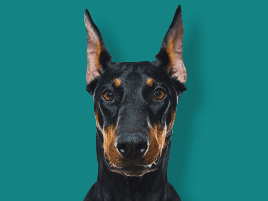 Dog on green background