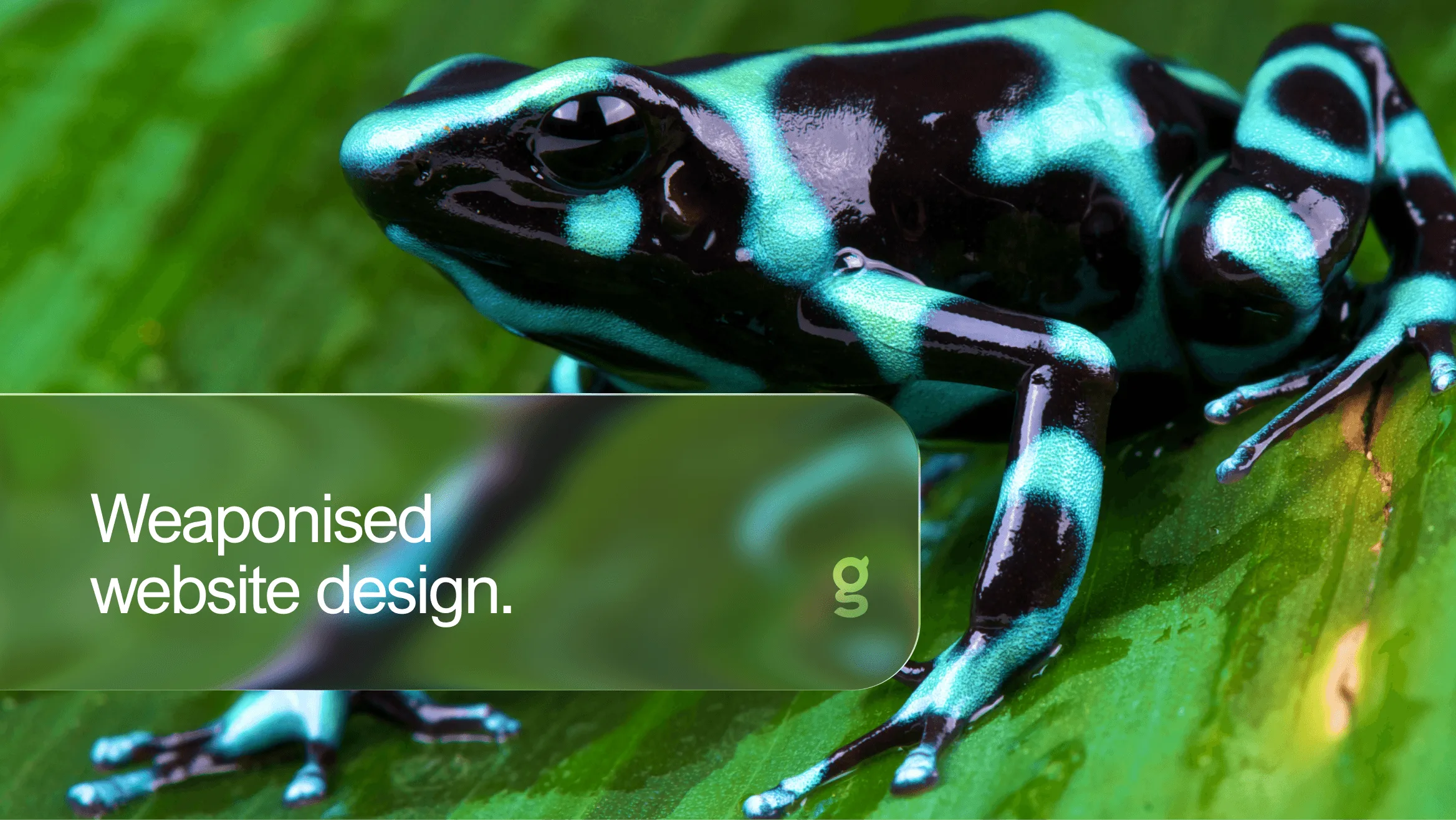 Dart frog perched on leaf