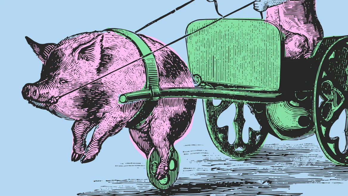 Pig pulling cart.