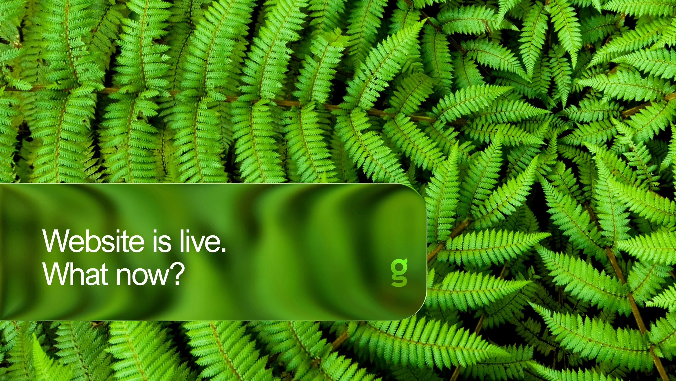 My website is now live. What happens next?